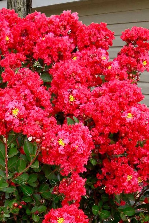 Enduring Summer Red Crape Myrtle Tree (Single Trunk) - 7 Gallon Pot 5 Enduring Summer Red Crape Myrtle Tree (Single Trunk) - 7 Gallon Pot - Image 5