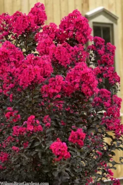Black Diamond 'Mystic Magenta' Crape Myrtle - 3 Gallon Pot -Blossom Grove Store lagerstroemia indica black diamond mystic magenta crape myrtle 1 2