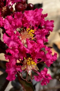 Black Diamond 'Mystic Magenta' Crape Myrtle - 7 Gallon Pot -Blossom Grove Store lagerstroemia indica black diamond mystic magenta crape myrtle 3 1
