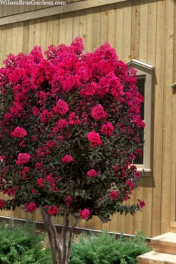 Black Diamond 'Mystic Magenta' Crape Myrtle - 3 Gallon Pot