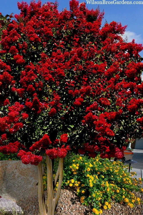 Dynamite Red Crape Myrtle - 7 Gallon Pot (3-4') 1 Dynamite Red Crape Myrtle - 7 Gallon Pot (3-4')