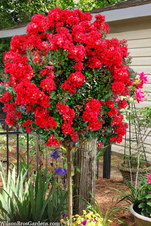 Enduring Summer Red Crape Myrtle Tree (Single Trunk) - 7 Gallon Pot 1 Enduring Summer Red Crape Myrtle Tree (Single Trunk) - 7 Gallon Pot