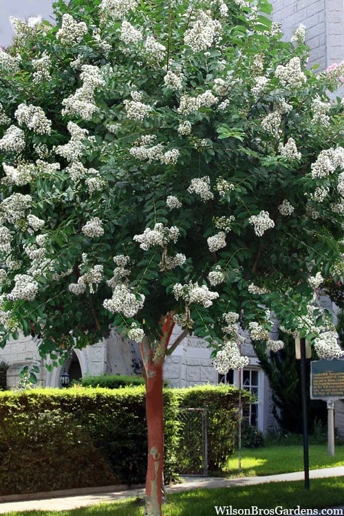 Natchez White Crape Myrtle Tree (Single Trunk) - 5 Gallon Pot 1 Natchez White Crape Myrtle Tree (Single Trunk) - 5 Gallon Pot