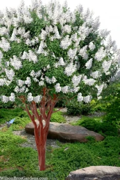 Natchez White Crape Myrtle (Multi Trunk) - 7 Gallon Pot (4-5')