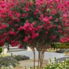 Tuscarora Watermelon Red Crape Myrtle - 1 Gallon Pot