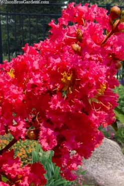 Tuscarora Watermelon Red Crape Myrtle - 1 Gallon Pot -Blossom Grove Store lagerstroemia indica tuscarora 102 1