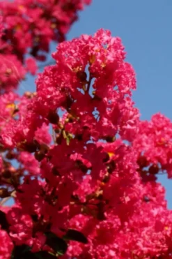 Tuskegee Crape Myrtle - 6 Pack Of 1 Gallon Pots -Blossom Grove Store lagerstroemia indica tuskeegee crape myrtle tree 1 1