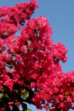 Tuskegee Crape Myrtle - 1 Gallon Pot -Blossom Grove Store lagerstroemia indica tuskeegee crape myrtle tree 2