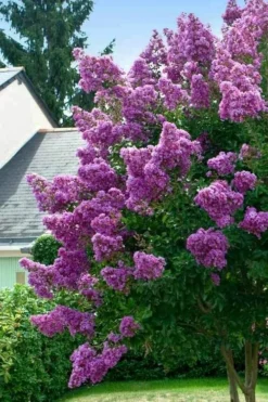 Twilight Purple Crape Myrtle - 6 Pack Of 1 Gallon Pots -Blossom Grove Store lagerstroemia indica twilight purple crape myrtle tree 1 3