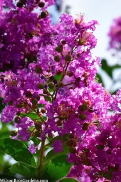 Twilight Purple Crape Myrtle - 7 Gallon Pot (4-5') -Blossom Grove Store lagerstroemia indica twilight purple crape myrtle tree 102