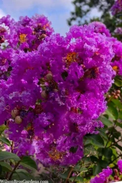 Twilight Purple Crape Myrtle - 6 Pack Of 1 Gallon Pots -Blossom Grove Store lagerstroemia indica twilight purple crape myrtle tree 103 3