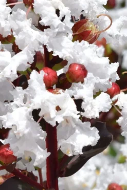 Lunar Magic Crape Myrtle Tree (Single Trunk) - 7 Gallon Pot (5-6') -Blossom Grove Store lagerstroemia lunar magic single trunk white crape myrtle tree 2