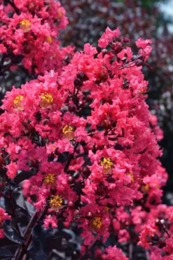 Midnight Magic Crape Myrtle (Multi Trunk) - 7 Gallon Pot -Blossom Grove Store lagerstroemia midnight magic crape myrtle 11