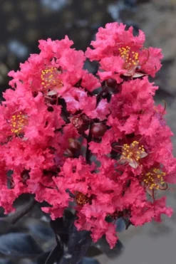 Midnight Magic Crape Myrtle (Multi Trunk) - 7 Gallon Pot -Blossom Grove Store lagerstroemia midnight magic crape myrtle 12