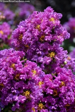 Purple Magic Crape Myrtle Tree (Multi Trunk) - 7 Gallon Pot 9 Purple Magic Crape Myrtle Tree (Multi Trunk) - 7 Gallon Pot -Blossom Grove Store lagerstroemia purple magic crape myrtle single trunk tree 5 1