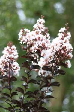 Thunderstruck White Lightning Crape Myrtle - 1 Gallon Pot -Blossom Grove Store lagerstroemia thunderstruck white lightning crape myrtle 2 1