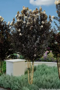 Thunderstruck White Lightning Crape Myrtle - 1 Gallon Pot -Blossom Grove Store lagerstroemia thunderstruck white lightning crape myrtle 3 1
