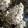 Thunderstruck White Lightning Crape Myrtle - 1 Gallon Pot