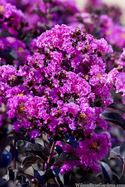 Black Diamond 'Purely Purple' Crape Myrtle - 2 Gallon Pot 4 Black Diamond 'Purely Purple' Crape Myrtle - 2 Gallon Pot - Image 4