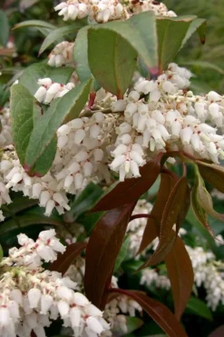 Red Tip Coastal Leucothoe - 1 Gallon Pot -Blossom Grove Store leucothoe axillaris red tip coastal 4