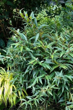 Red Tip Coastal Leucothoe - 1 Gallon Pot -Blossom Grove Store leucothoe axillaris red tip coastal 5