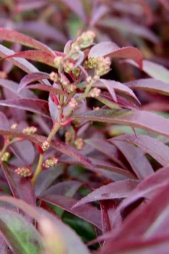 Red Tip Coastal Leucothoe - 1 Gallon Pot -Blossom Grove Store leucothoe axillaris red tip coastal 6