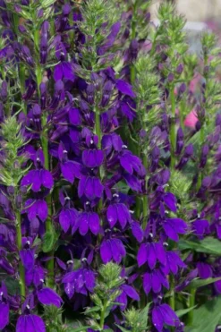 Starship Blue Cardinal Flower (Lobelia) - 1 Gallon Pot