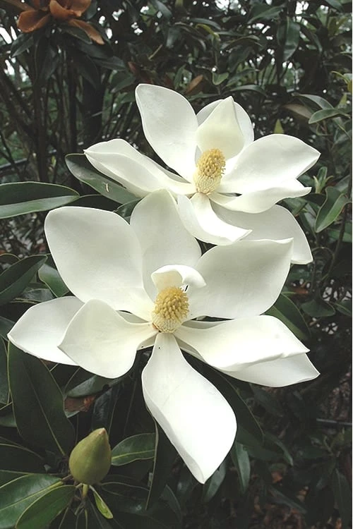 Alta Southern Magnolia - 5 Gallon Pot 1 Alta Southern Magnolia - 5 Gallon Pot