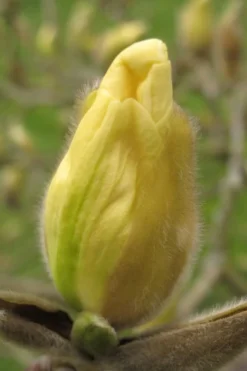 Elizabeth Magnolia (Tulip Tree) - 5 Gallon Pot -Blossom Grove Store magnolia elizabeth 10
