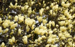 Elizabeth Magnolia (Tulip Tree) - 5 Gallon Pot -Blossom Grove Store magnolia elizabeth 15