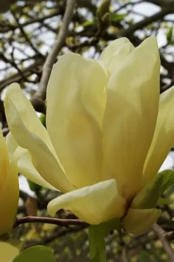New Products 23 Elizabeth Magnolia (Tulip Tree) - 5 Gallon Pot