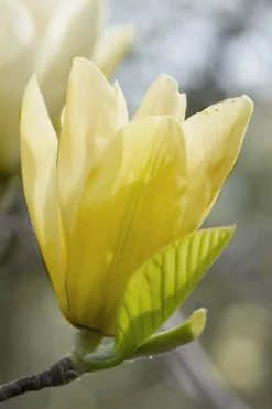 Elizabeth Magnolia (Tulip Tree) - 5 Gallon Pot -Blossom Grove Store magnolia elizabeth 2