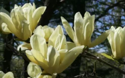 Elizabeth Magnolia (Tulip Tree) - 5 Gallon Pot -Blossom Grove Store magnolia elizabeth 4