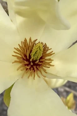 Elizabeth Magnolia (Tulip Tree) - 5 Gallon Pot -Blossom Grove Store magnolia elizabeth 6