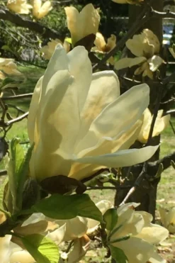 Elizabeth Magnolia (Tulip Tree) - 5 Gallon Pot -Blossom Grove Store magnolia elizabeth 8