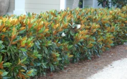 Little Gem Dwarf Southern Magnolia - 7 Gallon Pot (5-6') 16 Little Gem Dwarf Southern Magnolia - 7 Gallon Pot (5-6') -Blossom Grove Store magnolia little gem 12