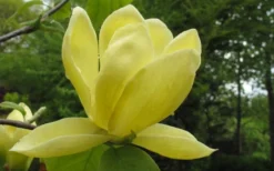 Lois Yellow Magnolia (Tulip Tree) - 7 Gallon Pot (5-6') -Blossom Grove Store magnolia lois yellow tulip tree 10