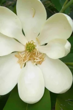 Moonglow Sweetbay Magnolia Tree (Magnolia Virginiana 'Jim Wilson') - 7 Gallon Pot (5-6') -Blossom Grove Store magnolia moonglow sweetbay flower 1
