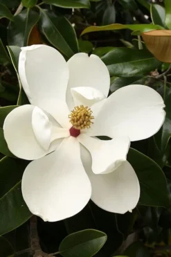 Teddy Bear Dwarf Southern Magnolia - 7 Gallon Pot (3-4') -Blossom Grove Store magnolia teddy bear 3 1