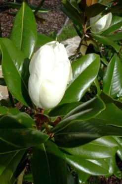 Victoria Cold Hardy Evergreen Magnolia - 7 Gallon Pot (3-4') 12 Victoria Cold Hardy Evergreen Magnolia - 7 Gallon Pot (3-4') -Blossom Grove Store magnolia victoria 8