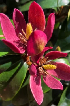 Stellar Ruby Magnolia Single Trunk Tree (Banana Shrub Hybrid) - 7 Gallon Pot (3-4')