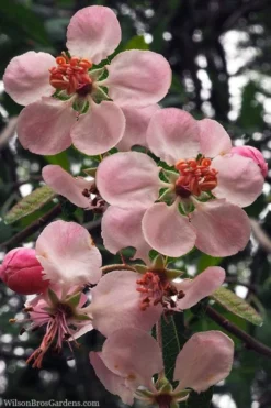 Southern Crabapple (Malus Angustifolia) - 1 Gallon Pot 9 Southern Crabapple (Malus Angustifolia) - 1 Gallon Pot -Blossom Grove Store malus angustifolia southern crabapple tree flowers 2