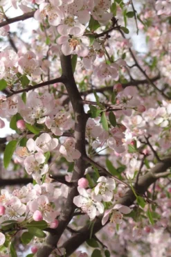 Southern Crabapple (Malus Angustifolia) - 1 Gallon Pot 11 Southern Crabapple (Malus Angustifolia) - 1 Gallon Pot -Blossom Grove Store malus angustifolia southern crabapple tree flowers 4