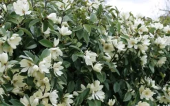 Fairy White Magnolia - 3 Gallon Pot -Blossom Grove Store michelia doltsopa fairy white magnolia 10
