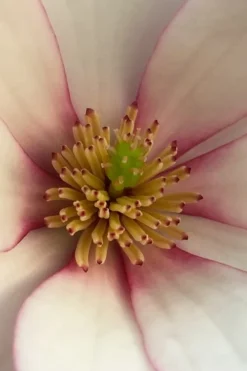 Fairy Blush Magnolia - 3 Gallon Pot 11 Fairy Blush Magnolia - 3 Gallon Pot -Blossom Grove Store michelia yunnanensis hybrid fairy blush magnolia 2