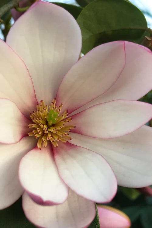 Fairy Blush Magnolia - 3 Gallon Pot 1 Fairy Blush Magnolia - 3 Gallon Pot