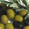 Arbequina Olive Tree - 3 Gallon Pot
