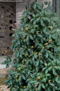 Jim Porter Sweet Toothed Tea Olive - 7 Gallon Pot (3-4') -Blossom Grove Store osmanthus armatus jim porter tea olive 1