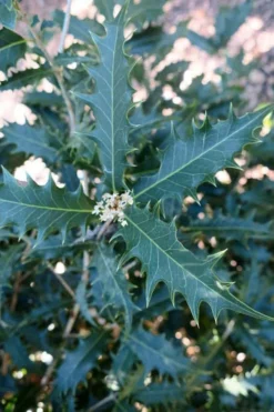 Jim Porter Sweet Toothed Tea Olive - 7 Gallon Pot (3-4') -Blossom Grove Store osmanthus armatus jim porter tea olive 4