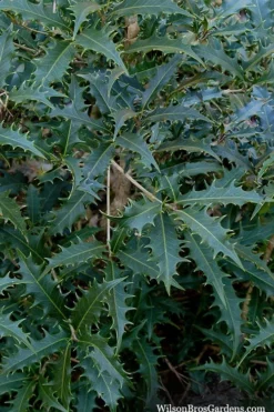 Jim Porter Sweet Toothed Tea Olive - 7 Gallon Pot (3-4') -Blossom Grove Store osmanthus armatus jim porter tea olive 6